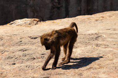 Bu maymun burada yerde dört ayak üstünde sürünürken görülmüş. Primatın küçük kahverengi bedeni güneşi yakalıyor. Yüzü yere dönük yiyecek arıyordu..