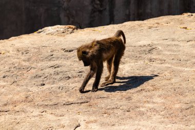 Bu maymun burada yerde dört ayak üstünde sürünürken görülmüş. Primatın küçük kahverengi bedeni güneşi yakalıyor. Yüzü yere dönük yiyecek arıyordu..