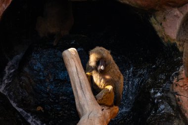 Bu babun burada dalsız ağaca tutunurken görülmüş. Kahverengi tüylü vücudu güneşin ışığını yakalıyor. Bu primatın çıplak yüzü yiyecek arıyor..