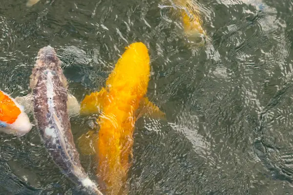 Bu suda yüzen koi balıklarının renklerini çok seviyorum. Bu süs sazanları suyun dalgalanmalarının altında izlemek için oldukça güzeller. Bu fotoğraf Japonya 'da çekildi..