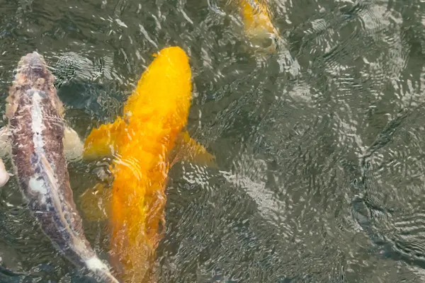 Bu suda yüzen koi balıklarının renklerini çok seviyorum. Bu süs sazanları suyun dalgalanmalarının altında izlemek için oldukça güzeller. Bu fotoğraf Japonya 'da çekildi..