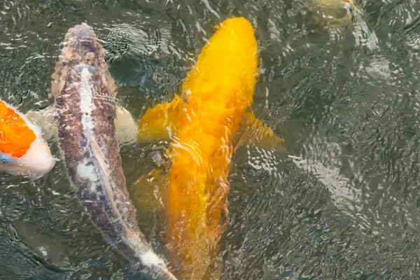 Bu suda yüzen koi balıklarının renklerini çok seviyorum. Bu süs sazanları suyun dalgalanmalarının altında izlemek için oldukça güzeller. Bu fotoğraf Japonya 'da çekildi..