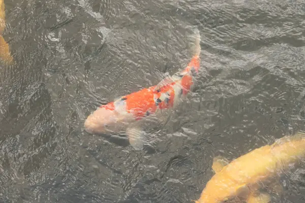 Bu güzel koi balığı suda yüzerken görüldü. Balıkların turuncu ve siyah pulları berrak sularda göze çarpar. Bu sazan bıyıkları ağzıyla dışarı sarkan yiyecekler.