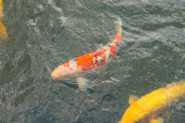 Bu güzel koi balığı suda yüzerken görüldü. Balıkların turuncu ve siyah pulları berrak sularda göze çarpar. Bu sazan bıyıkları ağzıyla dışarı sarkan yiyecekler.