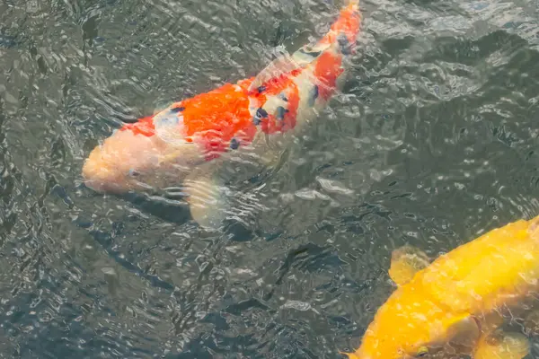 Bu suda yüzen koi balıklarının renklerini çok seviyorum. Bu süs sazanları suyun dalgalanmalarının altında izlemek için oldukça güzeller. Bu fotoğraf Japonya 'da çekildi..