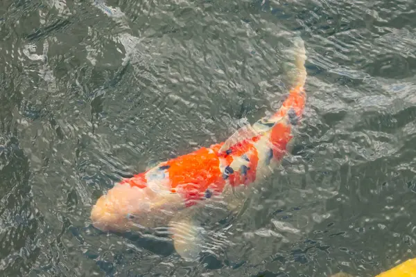 Bu güzel koi balığı suda yüzerken görüldü. Balıkların turuncu ve siyah pulları berrak sularda göze çarpar. Bu sazan bıyıkları ağzıyla dışarı sarkan yiyecekler.