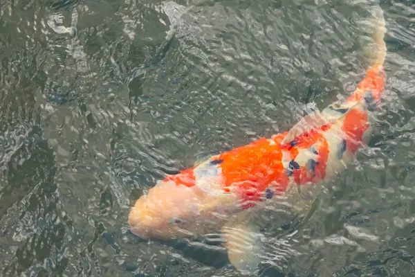 Bu güzel koi balığı suda yüzerken görüldü. Balıkların turuncu ve siyah pulları berrak sularda göze çarpar. Bu sazan bıyıkları ağzıyla dışarı sarkan yiyecekler.