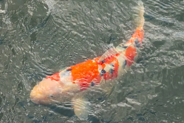 Bu güzel koi balığı suda yüzerken görüldü. Balıkların turuncu ve siyah pulları berrak sularda göze çarpar. Bu sazan bıyıkları ağzıyla dışarı sarkan yiyecekler.