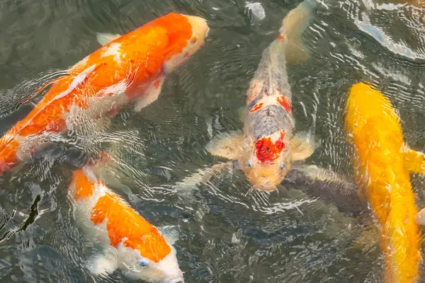 Bu suda yüzen koi balıklarının renklerini çok seviyorum. Bu süs sazanları suyun dalgalanmalarının altında izlemek için oldukça güzeller. Bu fotoğraf Japonya 'da çekildi..