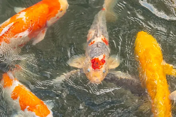 Bu suda yüzen koi balıklarının renklerini çok seviyorum. Bu süs sazanları suyun dalgalanmalarının altında izlemek için oldukça güzeller. Bu fotoğraf Japonya 'da çekildi..