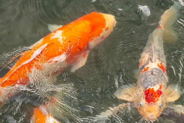 Bu suda yüzen koi balıklarının renklerini çok seviyorum. Bu süs sazanları suyun dalgalanmalarının altında izlemek için oldukça güzeller. Bu fotoğraf Japonya 'da çekildi..