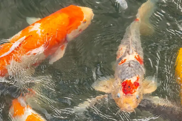 Bu suda yüzen koi balıklarının renklerini çok seviyorum. Bu süs sazanları suyun dalgalanmalarının altında izlemek için oldukça güzeller. Bu fotoğraf Japonya 'da çekildi..