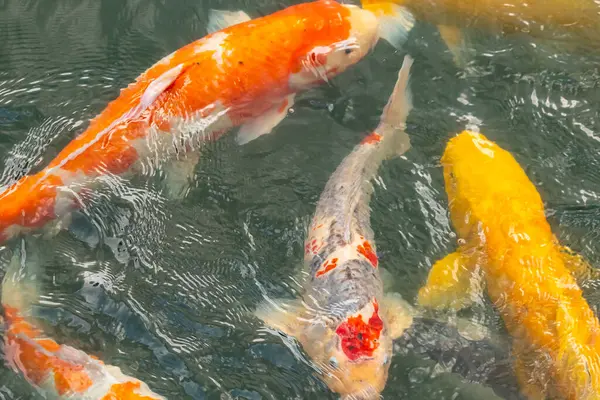 Bu suda yüzen koi balıklarının renklerini çok seviyorum. Bu süs sazanları suyun dalgalanmalarının altında izlemek için oldukça güzeller. Bu fotoğraf Japonya 'da çekildi..