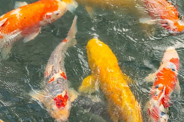 Bu suda yüzen koi balıklarının renklerini çok seviyorum. Bu süs sazanları suyun dalgalanmalarının altında izlemek için oldukça güzeller. Bu fotoğraf Japonya 'da çekildi..