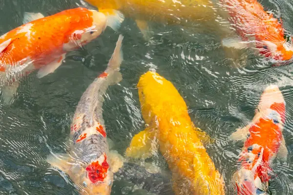 Bu suda yüzen koi balıklarının renklerini çok seviyorum. Bu süs sazanları suyun dalgalanmalarının altında izlemek için oldukça güzeller. Bu fotoğraf Japonya 'da çekildi..