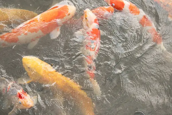 Bu suda yüzen koi balıklarının renklerini çok seviyorum. Bu süs sazanları suyun dalgalanmalarının altında izlemek için oldukça güzeller. Bu fotoğraf Japonya 'da çekildi..