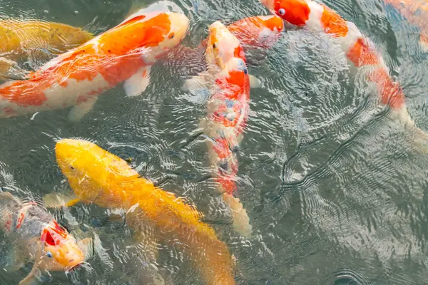Bu suda yüzen koi balıklarının renklerini çok seviyorum. Bu süs sazanları suyun dalgalanmalarının altında izlemek için oldukça güzeller. Bu fotoğraf Japonya 'da çekildi..