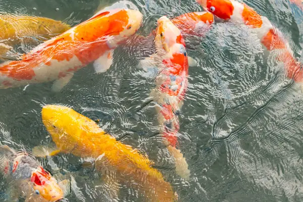 Bu suda yüzen koi balıklarının renklerini çok seviyorum. Bu süs sazanları suyun dalgalanmalarının altında izlemek için oldukça güzeller. Bu fotoğraf Japonya 'da çekildi..
