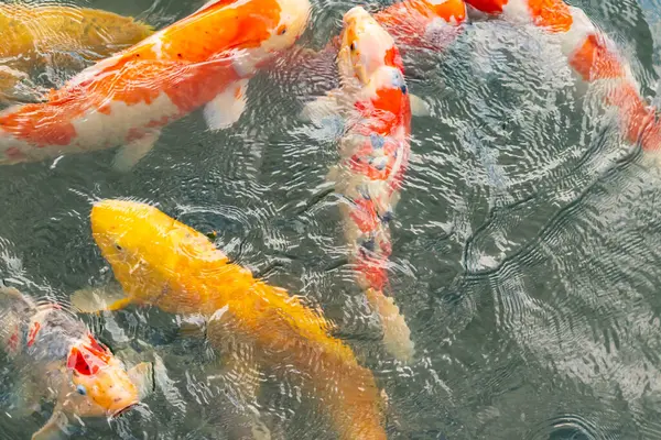 Bu suda yüzen koi balıklarının renklerini çok seviyorum. Bu süs sazanları suyun dalgalanmalarının altında izlemek için oldukça güzeller. Bu fotoğraf Japonya 'da çekildi..