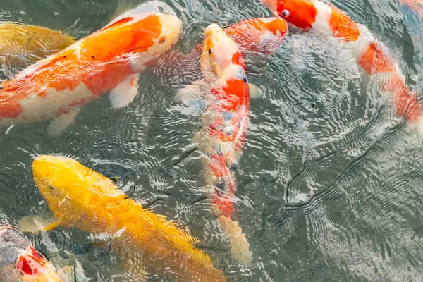 Bu suda yüzen koi balıklarının renklerini çok seviyorum. Bu süs sazanları suyun dalgalanmalarının altında izlemek için oldukça güzeller. Bu fotoğraf Japonya 'da çekildi..