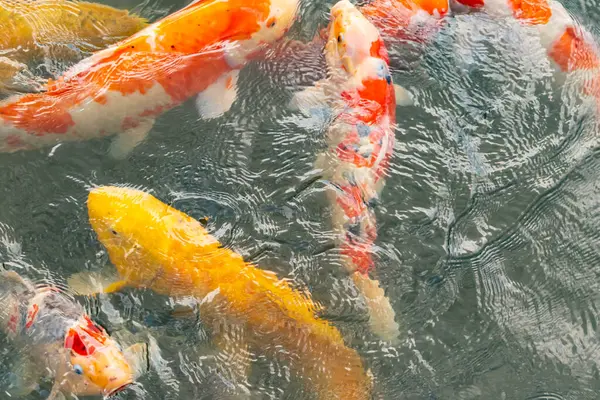 Bu suda yüzen koi balıklarının renklerini çok seviyorum. Bu süs sazanları suyun dalgalanmalarının altında izlemek için oldukça güzeller. Bu fotoğraf Japonya 'da çekildi..
