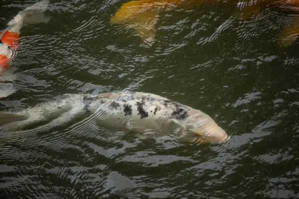 Bu güzel siyah beyaz koi balığı burada yeşil suda yüzerken görüldü. Güzel süs balığı Asya 'da tipik bir sazan türüdür. Yüzgeçleri uzanıyor ve çok zarif görünüyor..