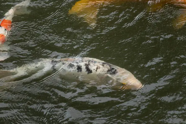 Bu güzel siyah beyaz koi balığı burada yeşil suda yüzerken görüldü. Güzel süs balığı Asya 'da tipik bir sazan türüdür. Yüzgeçleri uzanıyor ve çok zarif görünüyor..