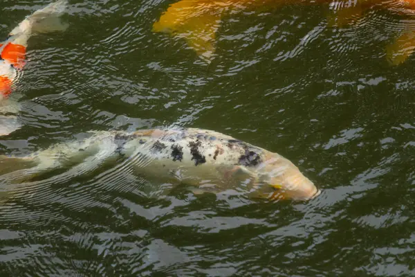 Bu güzel siyah beyaz koi balığı burada yeşil suda yüzerken görüldü. Güzel süs balığı Asya 'da tipik bir sazan türüdür. Yüzgeçleri uzanıyor ve çok zarif görünüyor..