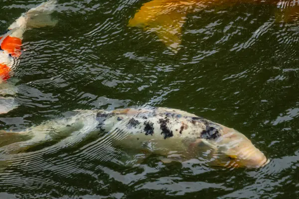 Bu güzel siyah beyaz koi balığı burada yeşil suda yüzerken görüldü. Güzel süs balığı Asya 'da tipik bir sazan türüdür. Yüzgeçleri uzanıyor ve çok zarif görünüyor..