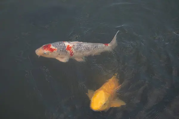 Bu suda yüzen koi balıklarının renklerini çok seviyorum. Bu süs sazanları suyun dalgalanmalarının altında izlemek için oldukça güzeller. Bu fotoğraf Japonya 'da çekildi..