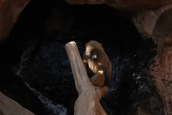 Bu babun burada dalsız ağaca tutunurken görülmüş. Kahverengi tüylü vücudu güneşin ışığını yakalıyor. Bu primatın çıplak yüzü yiyecek arıyor..