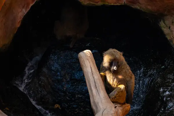 Bu babun burada dalsız ağaca tutunurken görülmüş. Kahverengi tüylü vücudu güneşin ışığını yakalıyor. Bu primatın çıplak yüzü yiyecek arıyor..