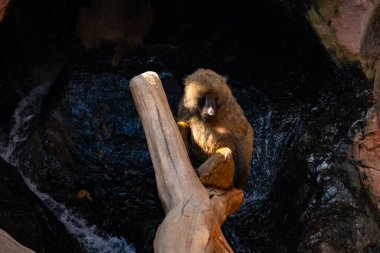 Bu babun burada dalsız ağaca tutunurken görülmüş. Kahverengi tüylü vücudu güneşin ışığını yakalıyor. Bu primatın çıplak yüzü yiyecek arıyor..