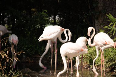Bu güzel pembe flamingolar burada suda yiyecek ararken görülüyor. Bazıları uyuyor gibi, diğerleri uzun boyunlarına bakıyor. Bu kuşun uzun gagaları kepçelemek için yapılmıştır..