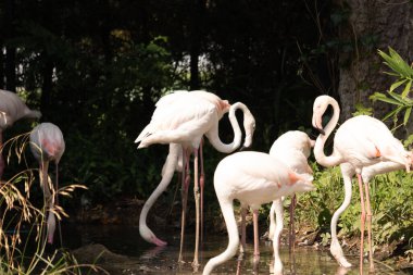 Bu güzel pembe flamingolar burada suda yiyecek ararken görülüyor. Bazıları uyuyor gibi, diğerleri uzun boyunlarına bakıyor. Bu kuşun uzun gagaları kepçelemek için yapılmıştır..