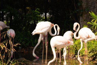 Bu güzel pembe flamingolar burada suda yiyecek ararken görülüyor. Bazıları uyuyor gibi, diğerleri uzun boyunlarına bakıyor. Bu kuşun uzun gagaları kepçelemek için yapılmıştır..