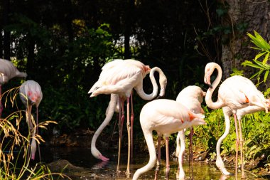 Bu güzel pembe flamingolar burada suda yiyecek ararken görülüyor. Bazıları uyuyor gibi, diğerleri uzun boyunlarına bakıyor. Bu kuşun uzun gagaları kepçelemek için yapılmıştır..