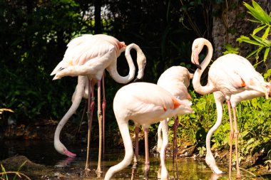 Bu güzel pembe flamingolar burada suda yiyecek ararken görülüyor. Bazıları uyuyor gibi, diğerleri uzun boyunlarına bakıyor. Bu kuşun uzun gagaları kepçelemek için yapılmıştır..