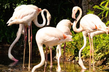 Bu güzel pembe flamingolar burada suda yiyecek ararken görülüyor. Bazıları uyuyor gibi, diğerleri uzun boyunlarına bakıyor. Bu kuşun uzun gagaları kepçelemek için yapılmıştır..