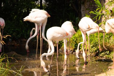 Bu güzel pembe flamingolar burada suda yiyecek ararken görülüyor. Bazıları uyuyor gibi, diğerleri uzun boyunlarına bakıyor. Bu kuşun uzun gagaları kepçelemek için yapılmıştır..
