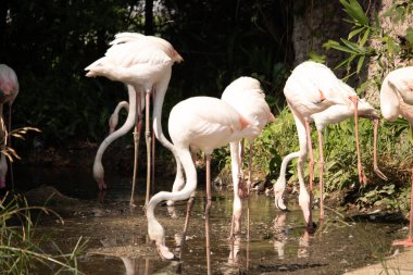 Bu güzel pembe flamingolar burada suda yiyecek ararken görülüyor. Bazıları uyuyor gibi, diğerleri uzun boyunlarına bakıyor. Bu kuşun uzun gagaları kepçelemek için yapılmıştır..