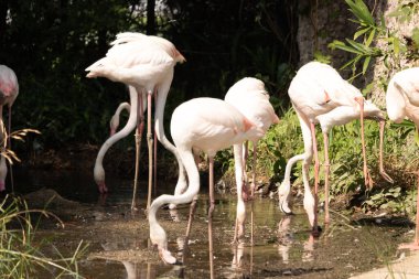 Bu güzel pembe flamingolar burada suda yiyecek ararken görülüyor. Bazıları uyuyor gibi, diğerleri uzun boyunlarına bakıyor. Bu kuşun uzun gagaları kepçelemek için yapılmıştır..