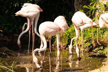 Bu güzel pembe flamingolar burada suda yiyecek ararken görülüyor. Bazıları uyuyor gibi, diğerleri uzun boyunlarına bakıyor. Bu kuşun uzun gagaları kepçelemek için yapılmıştır..