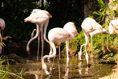 Bu güzel pembe flamingolar burada suda yiyecek ararken görülüyor. Bazıları uyuyor gibi, diğerleri uzun boyunlarına bakıyor. Bu kuşun uzun gagaları kepçelemek için yapılmıştır..