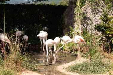 Bu güzel pembe flamingolar burada suda yiyecek ararken görülüyor. Bazıları uyuyor gibi, diğerleri uzun boyunlarına bakıyor. Bu kuşun uzun gagaları kepçelemek için yapılmıştır..