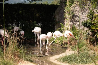 Bu güzel pembe flamingolar burada suda yiyecek ararken görülüyor. Bazıları uyuyor gibi, diğerleri uzun boyunlarına bakıyor. Bu kuşun uzun gagaları kepçelemek için yapılmıştır..