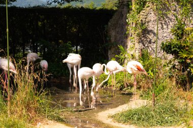 Bu güzel pembe flamingolar burada suda yiyecek ararken görülüyor. Bazıları uyuyor gibi, diğerleri uzun boyunlarına bakıyor. Bu kuşun uzun gagaları kepçelemek için yapılmıştır..