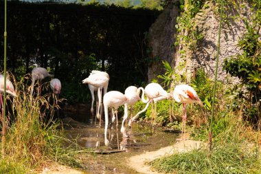 Bu güzel pembe flamingolar burada suda yiyecek ararken görülüyor. Bazıları uyuyor gibi, diğerleri uzun boyunlarına bakıyor. Bu kuşun uzun gagaları kepçelemek için yapılmıştır..