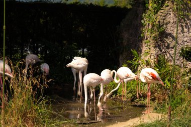 Bu güzel pembe flamingolar burada suda yiyecek ararken görülüyor. Bazıları uyuyor gibi, diğerleri uzun boyunlarına bakıyor. Bu kuşun uzun gagaları kepçelemek için yapılmıştır..
