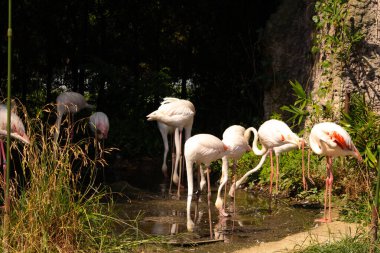 Bu güzel pembe flamingolar burada uyurken görülüyor. Öndeki tek ayak üzerinde duran. Bu kuşun uzun gagaları kepçelemek için yapılmıştır..